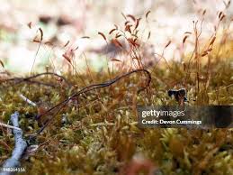Attēlu rezultāti vaicājumam “Brachythecium rutabulum sporophyte”