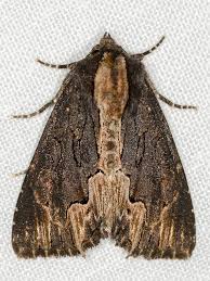 Attēlu rezultāti vaicājumam “Dypterygia scabriuscula”