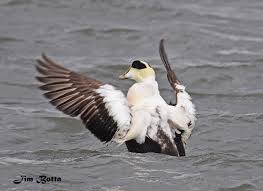 Attēlu rezultāti vaicājumam “Somateria mollissima male”