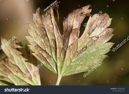 Attēlu rezultāti vaicājumam “Ranunculus elatior leaf”
