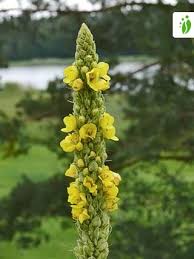 Attēlu rezultāti vaicājumam “Verbascum thapsus”