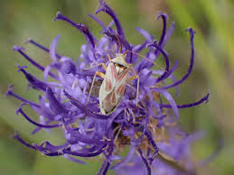 Attēlu rezultāti vaicājumam “Grypocoris sexguttatus imago”