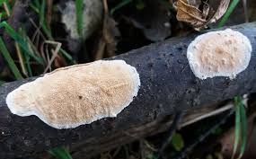 Attēlu rezultāti vaicājumam “Steccherinum ochraceum”