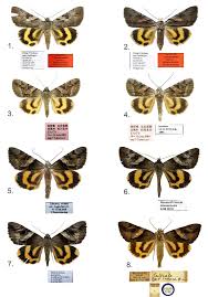 Attēlu rezultāti vaicājumam “Catocala fulminea”