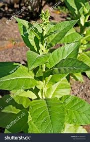 Attēlu rezultāti vaicājumam “Nicotiana tabacum leaf”