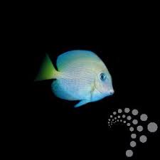 Image result for Ctenochaetus hawaiiensis