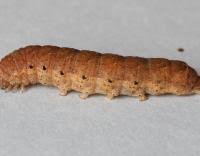 Attēlu rezultāti vaicājumam “Noctua fimbriata larva”