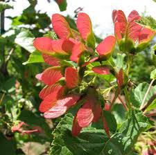 Attēlu rezultāti vaicājumam “Acer tataricum”