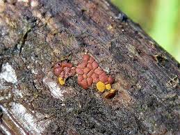 Attēlu rezultāti vaicājumam “Perichaena depressa”