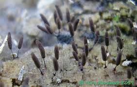 Attēlu rezultāti vaicājumam “Comatricha pulchella”