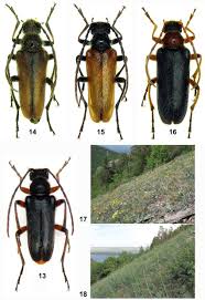 Attēlu rezultāti vaicājumam “Cortodera femorata”