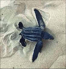 Image result for Dermochelys coriacea