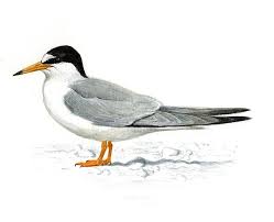 Attēlu rezultāti vaicājumam “Sternula albifrons”