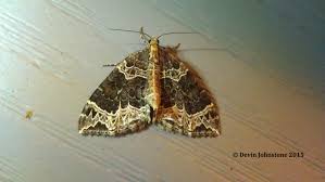 Attēlu rezultāti vaicājumam “Ecliptopera silaceata”