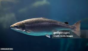 Image result for Oncorhynchus kisutch