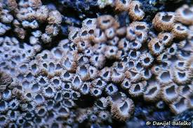 Attēlu rezultāti vaicājumam “Merismodes anomala”