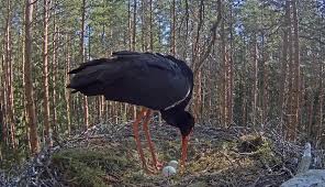 Attēlu rezultāti vaicājumam “Ciconia nigra nest”
