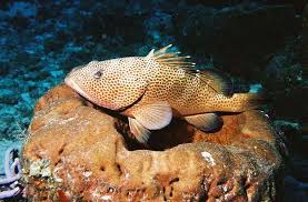 Image result for Epinephelus adscensionis