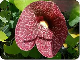 Attēlu rezultāti vaicājumam “Aristolochia durior flower”