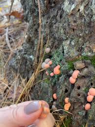 Attēlu rezultāti vaicājumam “Oligonema favogineum plasmodium”