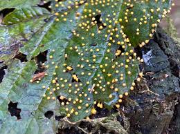 Attēlu rezultāti vaicājumam “Trichia ambigua stalked”