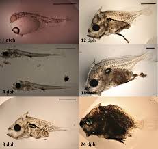 Image result for Lobotes surinamensis