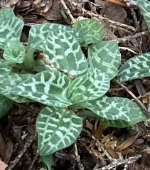 Attēlu rezultāti vaicājumam “Goodyera repens bud”