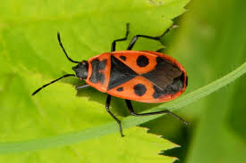 Attēlu rezultāti vaicājumam “Pyrrhocoris apterus”