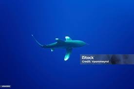 Image result for Carcharhinus longimanus