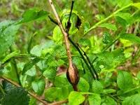 Attēlu rezultāti vaicājumam “Lasioptera rubi”