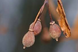 Attēlu rezultāti vaicājumam “Tilia cordata bud”