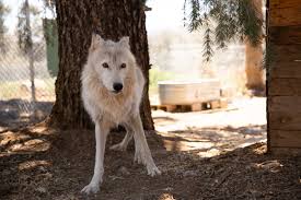 Image result for Clyde Valley Predators