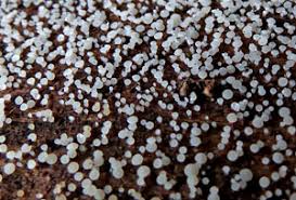 Attēlu rezultāti vaicājumam “Hymenoscyphus imberbis”