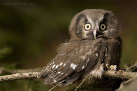 Attēlu rezultāti vaicājumam “Aegolius funereus”