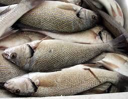 Image result for Umbrina cirrosa