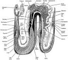 Reptiles: Snake Anatomy 