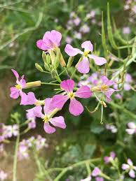 Attēlu rezultāti vaicājumam “Raphanus sativus”