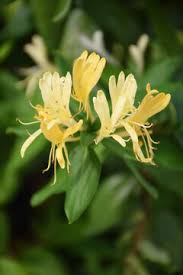 Attēlu rezultāti vaicājumam “Lonicera xylosteum flower”