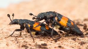 Attēlu rezultāti vaicājumam “Nicrophorus vespillo”