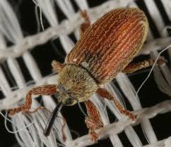 Attēlu rezultāti vaicājumam “Brachonyx pineti”