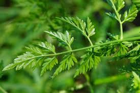 Attēlu rezultāti vaicājumam “Oenanthe aquatica leaf”