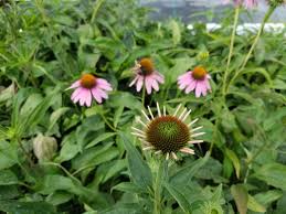 Image result for Echinacea purpurea