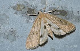 Attēlu rezultāti vaicājumam “Parapoynx stratiotata male”