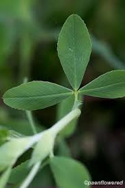 Attēlu rezultāti vaicājumam “Trifolium aureum leaf”