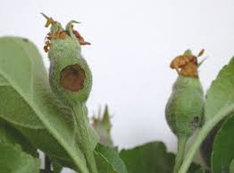Attēlu rezultāti vaicājumam “Orthosia larvae”