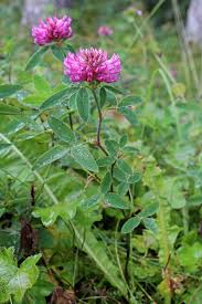Attēlu rezultāti vaicājumam “Trifolium alpestre leaf”