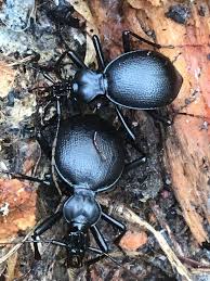 Attēlu rezultāti vaicājumam “Carabidae”