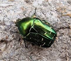 Attēlu rezultāti vaicājumam “Cetonia aurata”