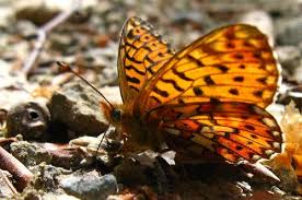 Attēlu rezultāti vaicājumam “Clossiana euphrosyne”