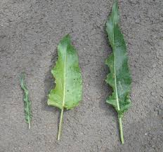 Attēlu rezultāti vaicājumam “Rumex obtusifolius”